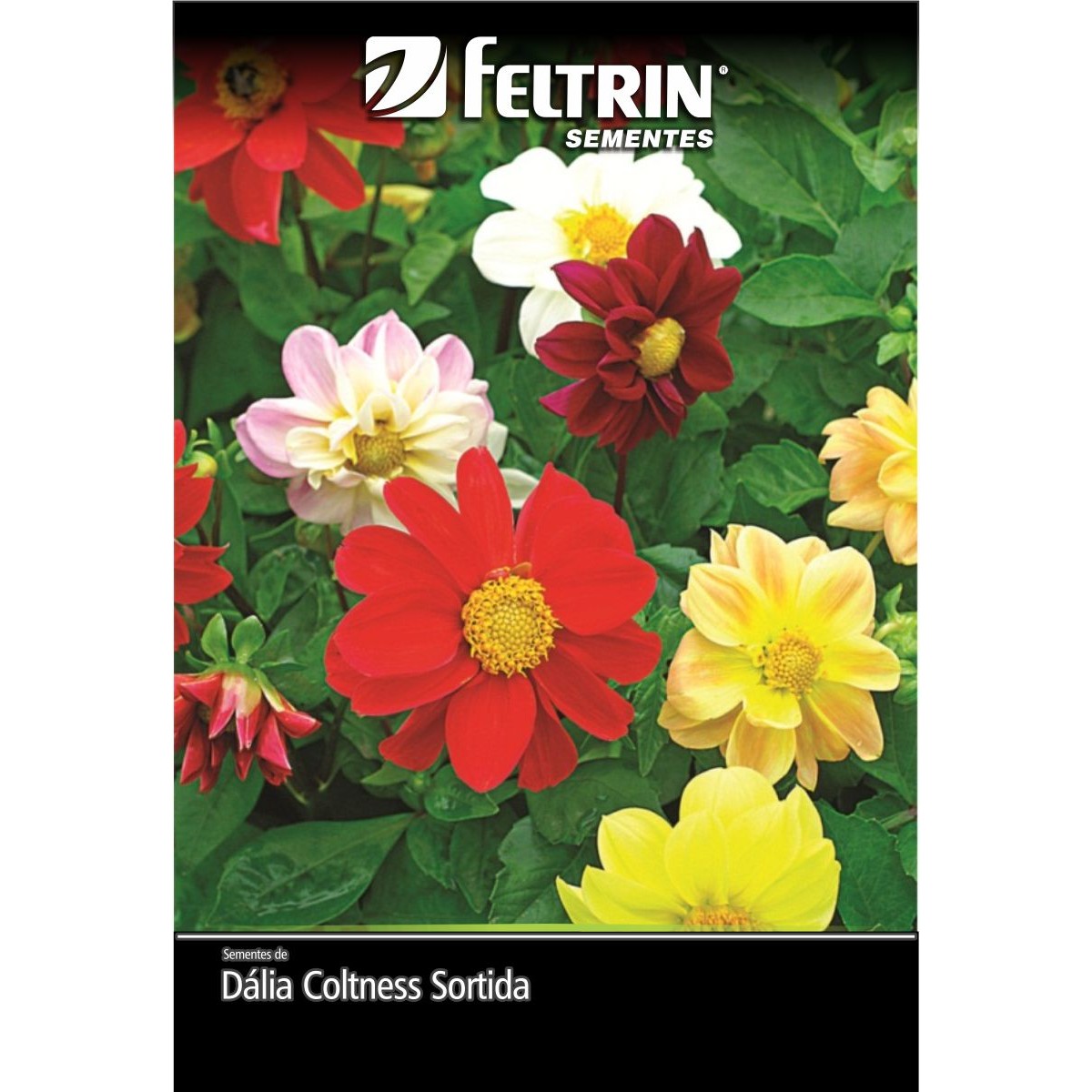 Semente de Dália Coltness Sortida Feltrin 300 mg